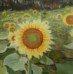 01 Sonnenblumenfeld 2021 Acrylfarbe Pastellkreide auf Leinwand 60x60
